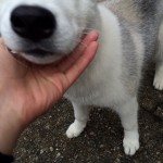 近キョリ