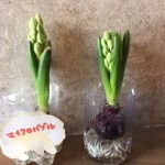 ヒヤシンスで・・・
